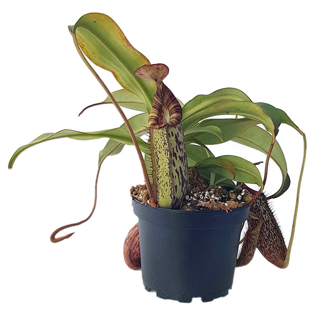 Nepenthes spectabilis x bongso BE-3991 - XL Showpiece