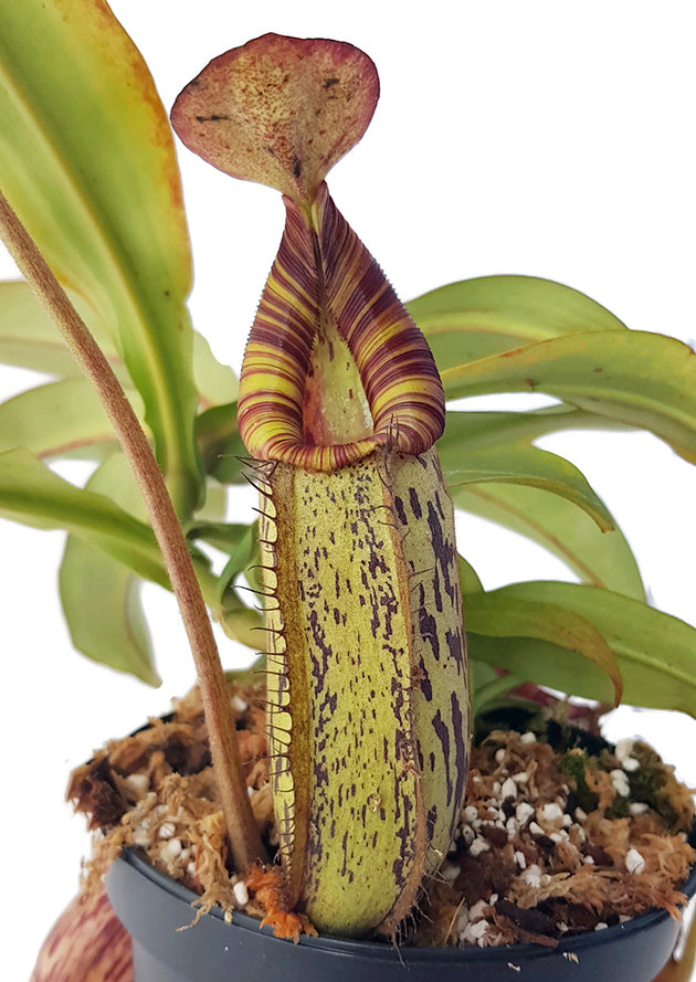 Nepenthes spectabilis x bongso BE-3991 - XL Showpiece