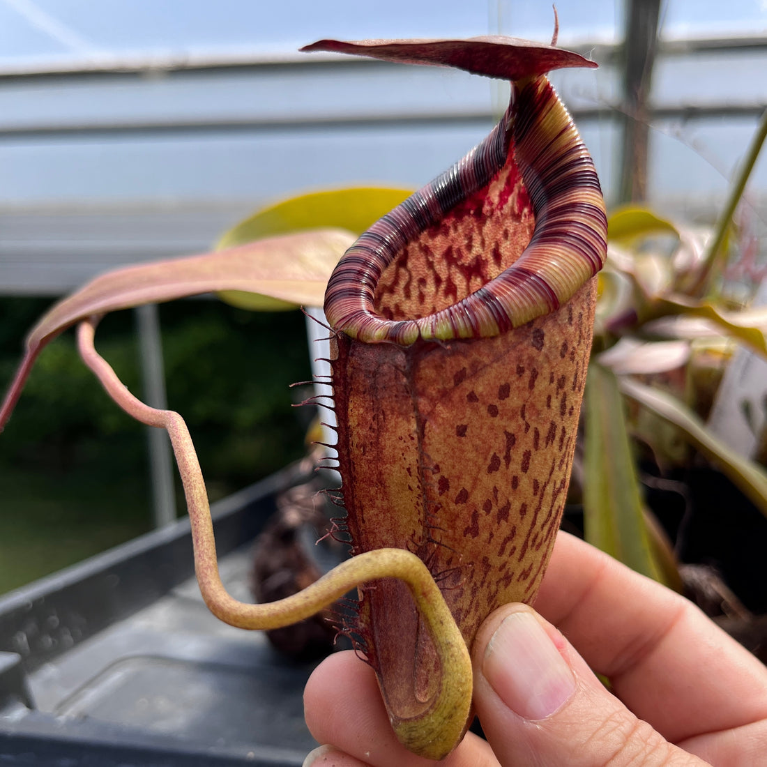 Nepenthes spectabilis x tenuis BE-3884