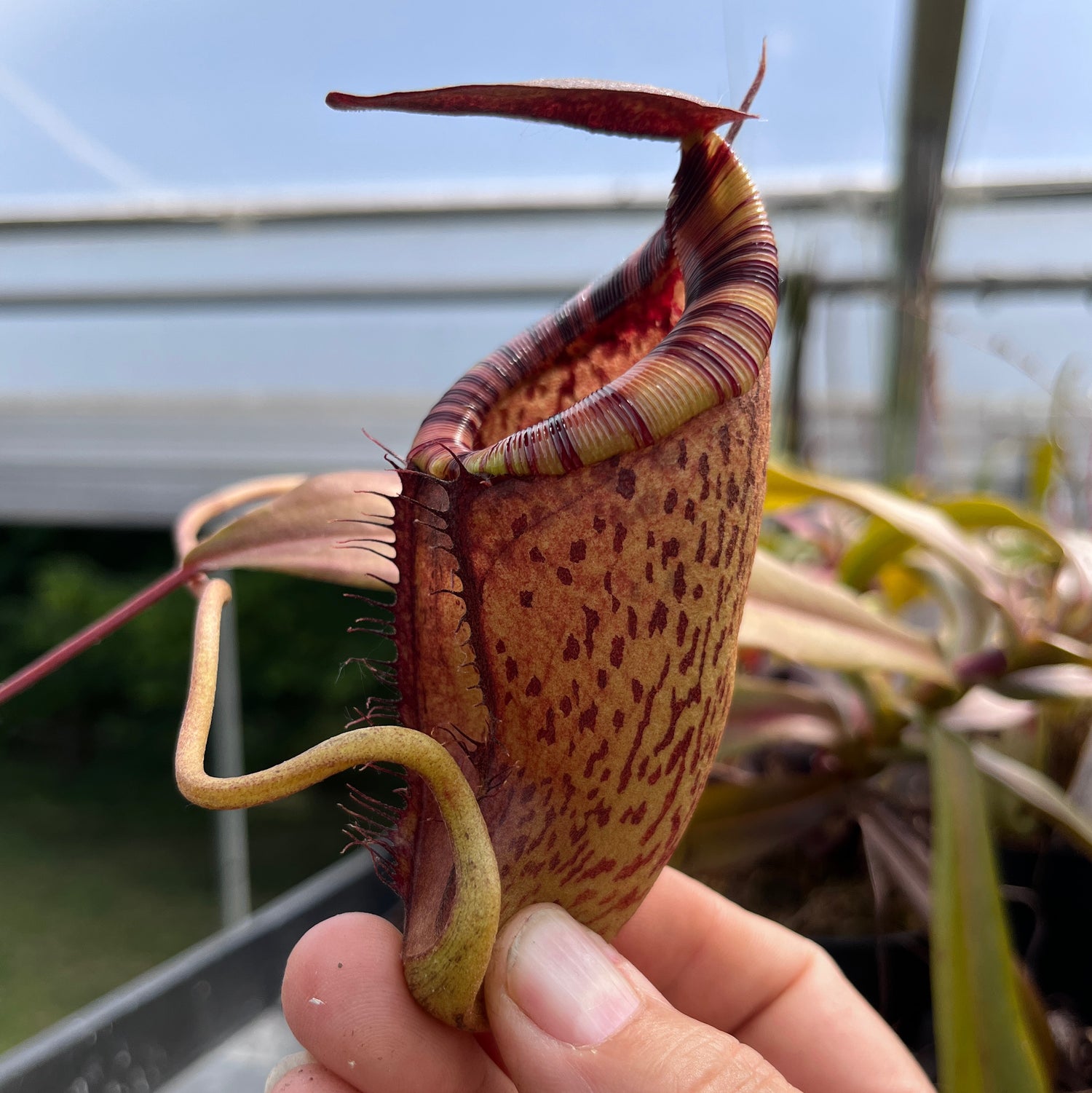 Nepenthes spectabilis x tenuis BE-3884