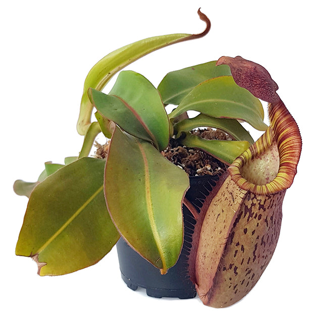 Nepenthes spectabilis x veitchii BE-3664