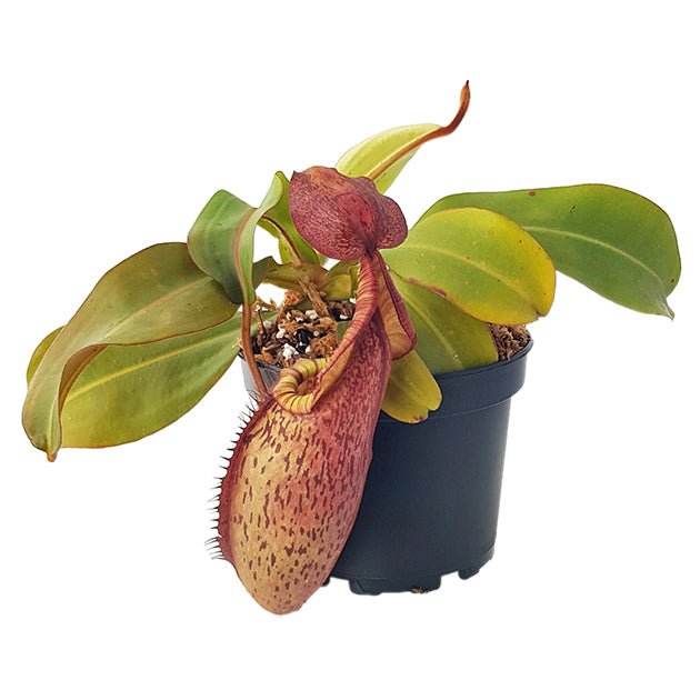 Nepenthes spectabilis x veitchii BE-3664 - XL Showpiece