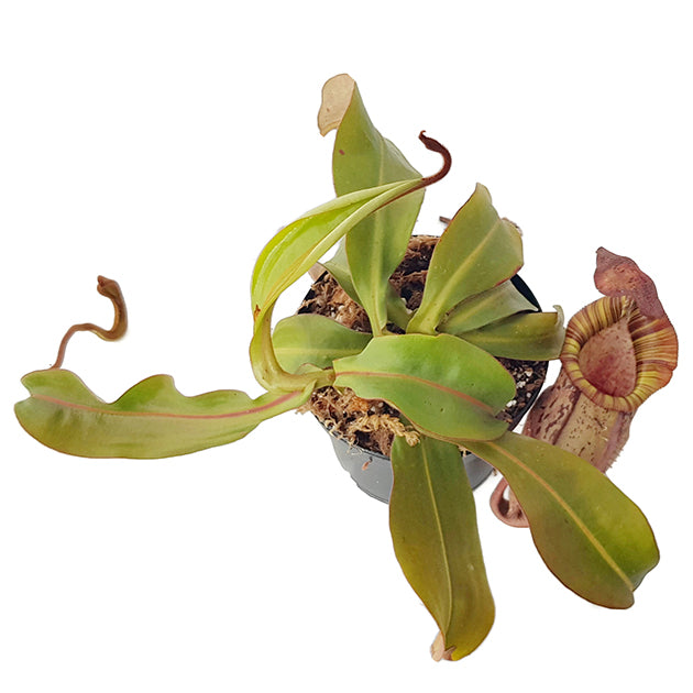 Nepenthes spectabilis x veitchii BE-3664 - XL Showpiece