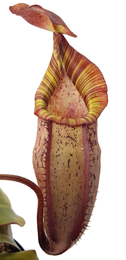 Nepenthes spectabilis x veitchii BE-3664 - XL Showpiece