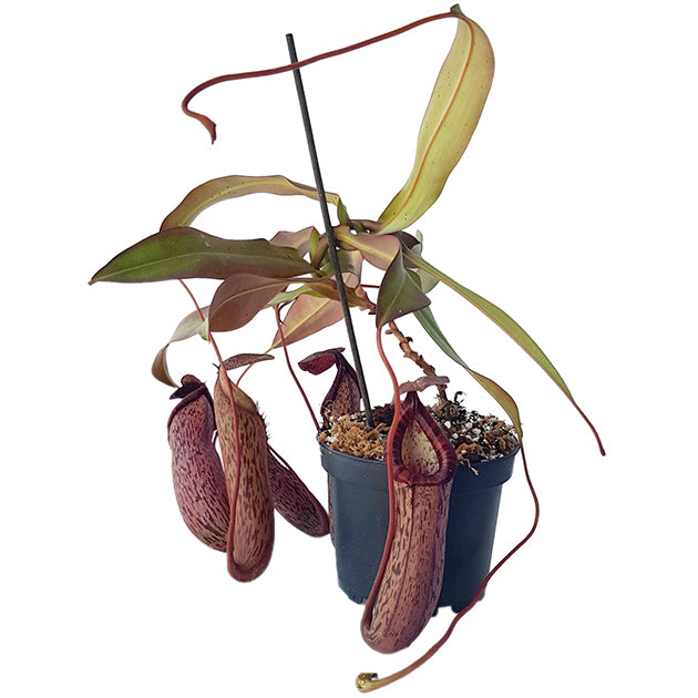 Nepenthes spectabilis x ventricosa BE-3745 - XL Showpiece