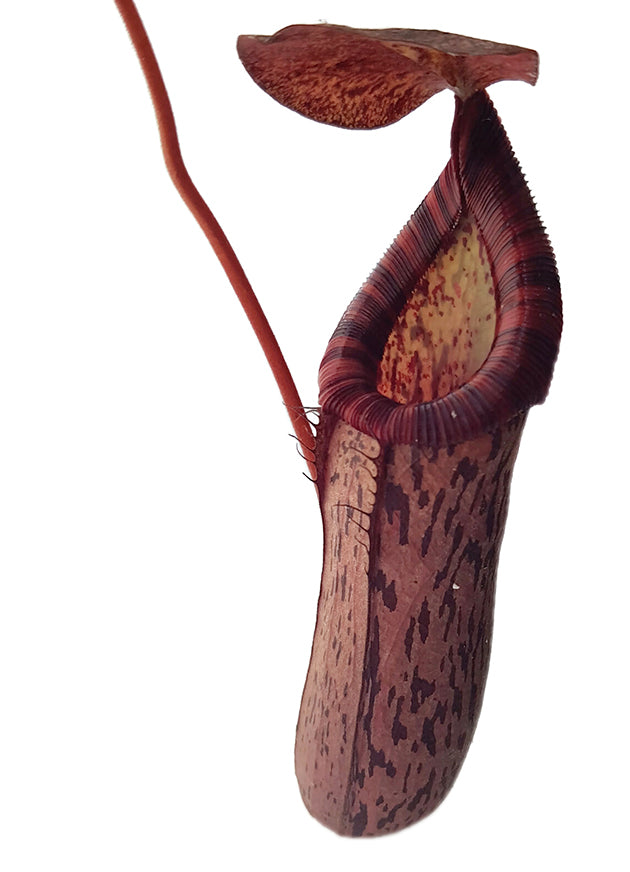 Nepenthes spectabilis x ventricosa BE-3745 - XL Showpiece