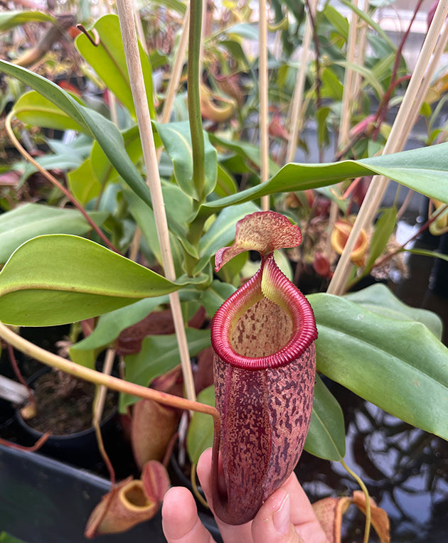 Nepenthes talangensis x sibuyanensis BE-3641