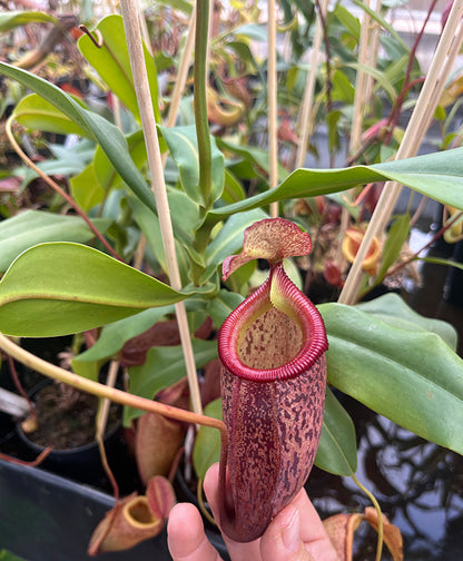 Nepenthes talangensis x sibuyanensis BE-3641