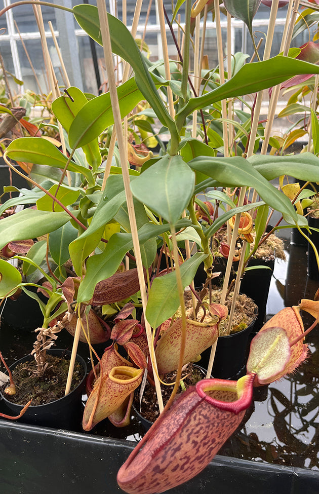 Nepenthes talangensis x sibuyanensis BE-3641