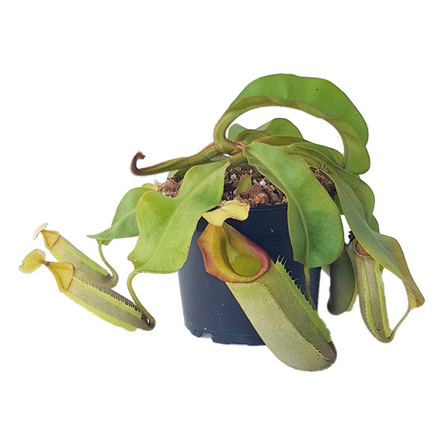 Nepenthes veitchii BE-4087