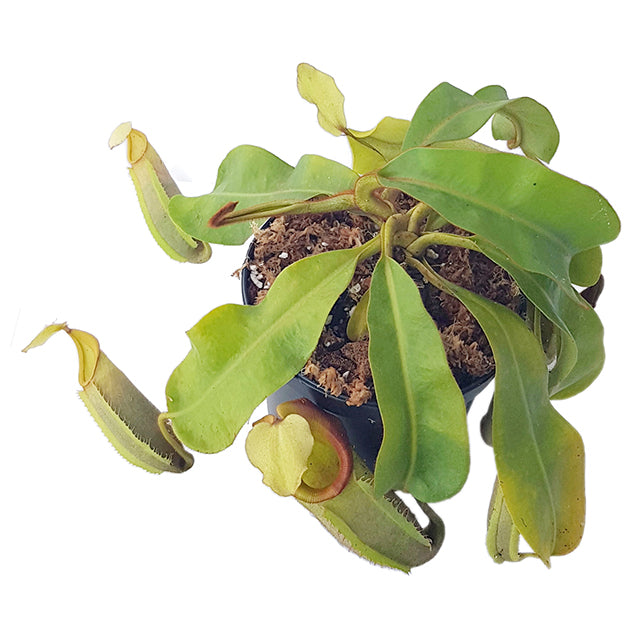 Nepenthes veitchii BE-4087