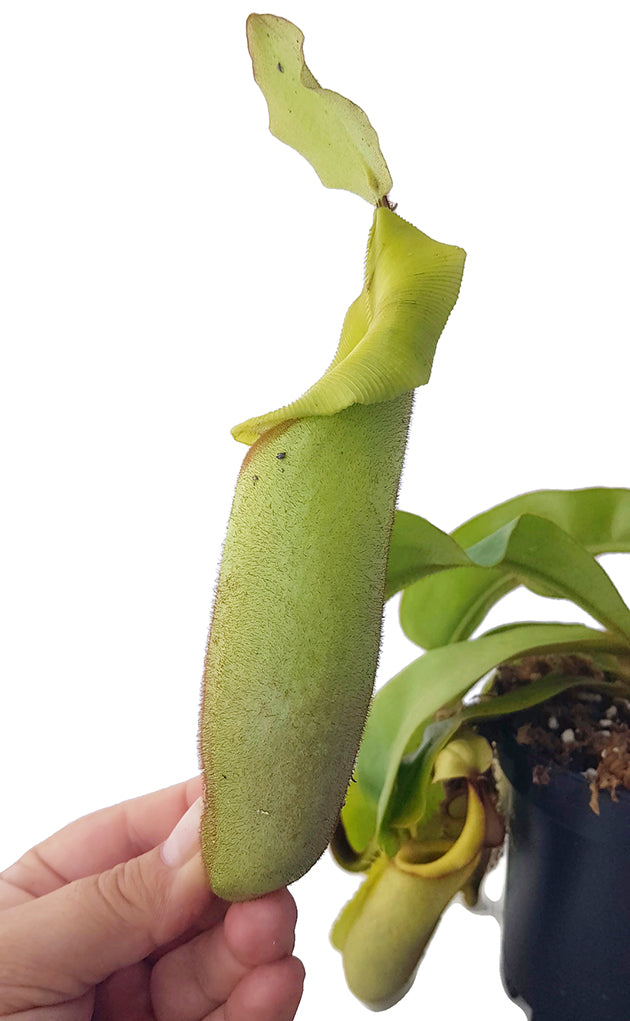 Nepenthes veitchii BE-4087 - XL Showpiece