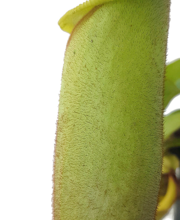 Nepenthes veitchii BE-4087