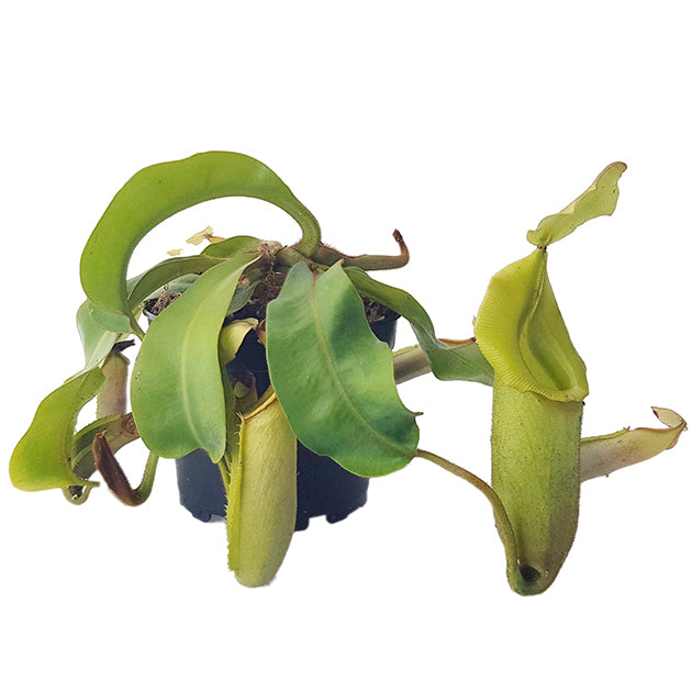 Nepenthes veitchii BE-4087 - XL Showpiece