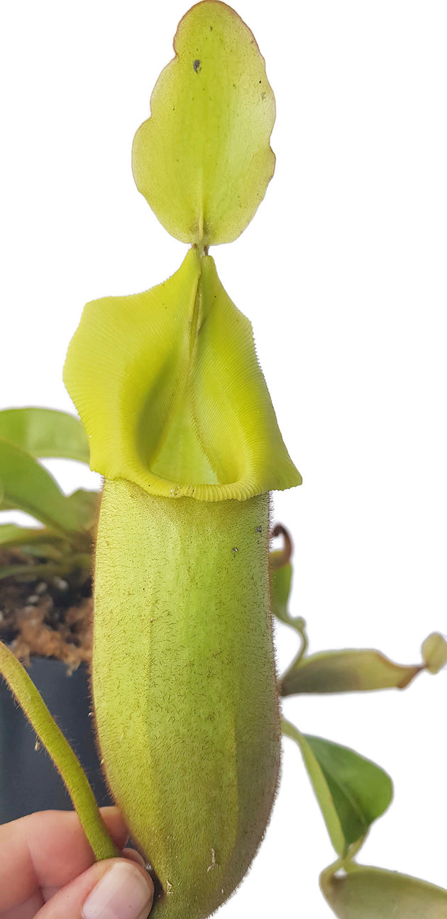 Nepenthes veitchii BE-4087