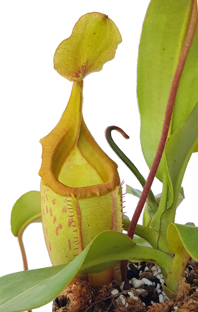 Nepenthes veitchii x mira BE-3696 - XL Showpiece