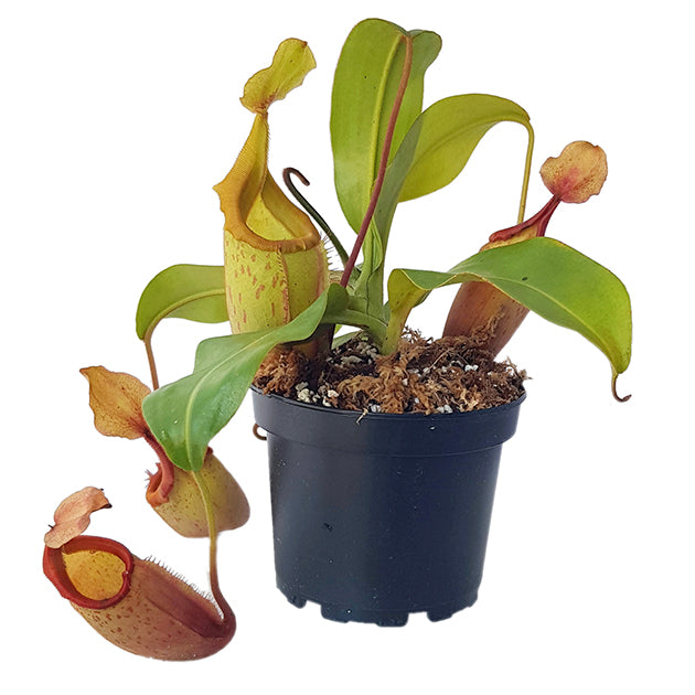 Nepenthes veitchii x mira BE-3696