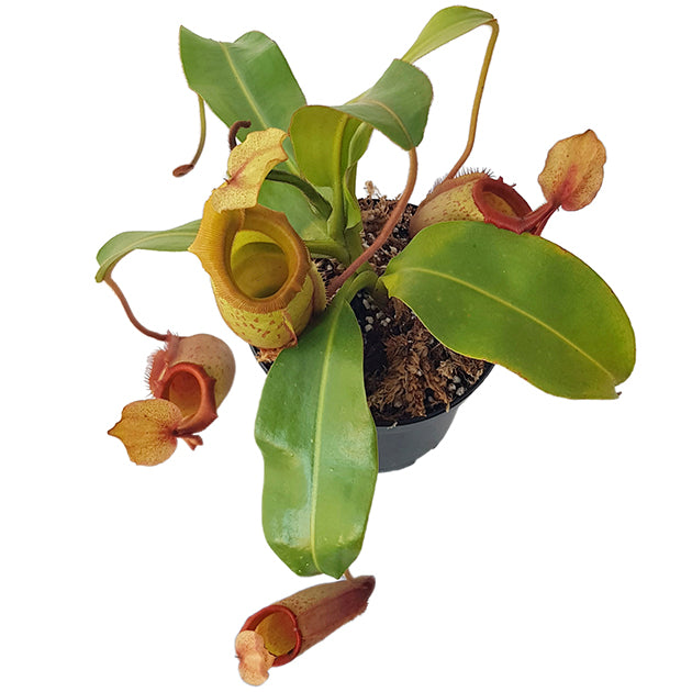 Nepenthes veitchii x mira BE-3696