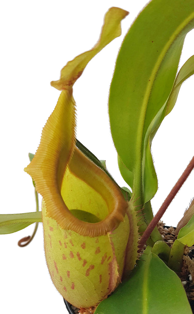 Nepenthes veitchii x mira BE-3696