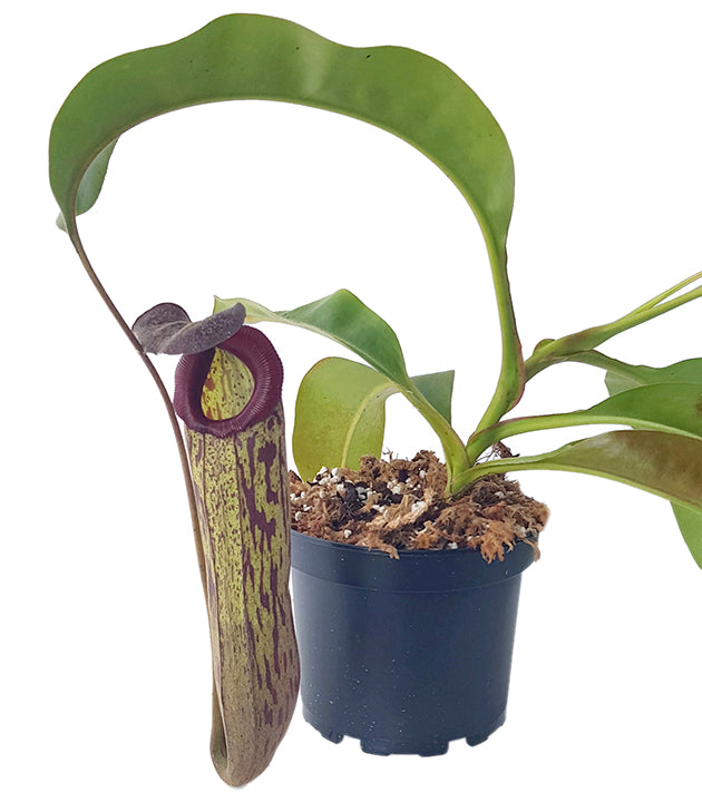 Nepenthes boschiana x klossii BE-4530 - XL Showpiece