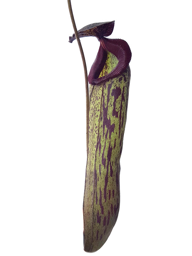 Nepenthes boschiana x klossii BE-4530 - XL Showpiece