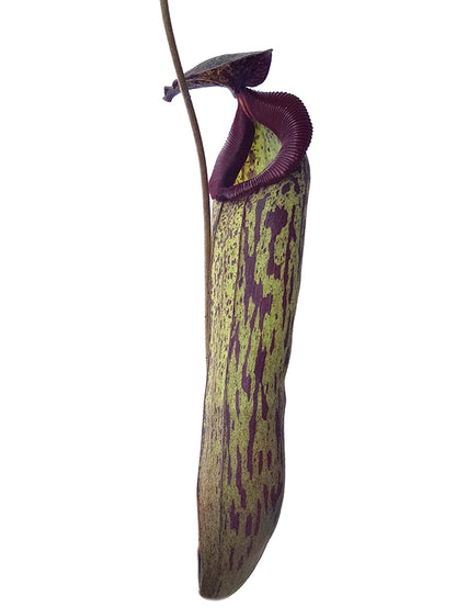 Nepenthes boschiana x klossii BE-4530 - XL Showpiece