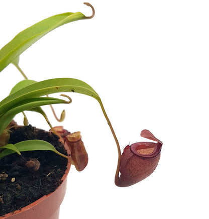 Nepenthes flava