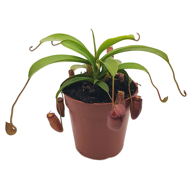 Nepenthes flava