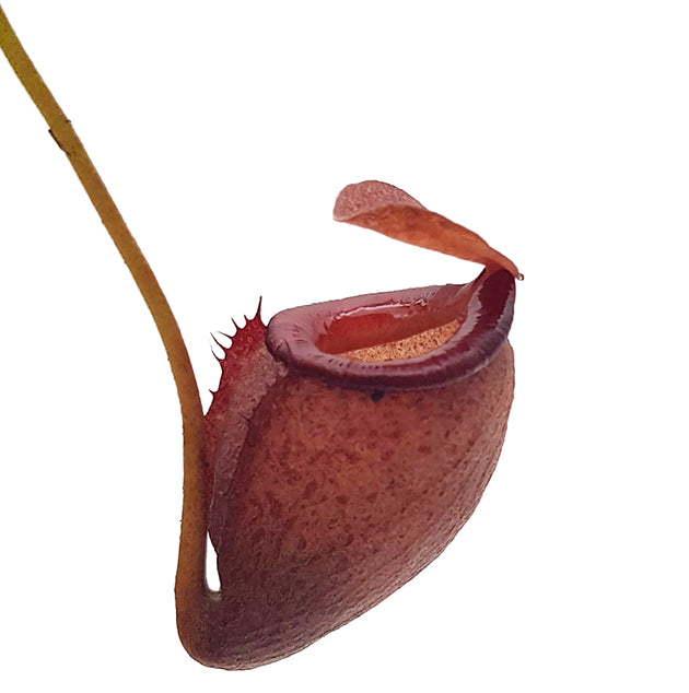 Nepenthes flava