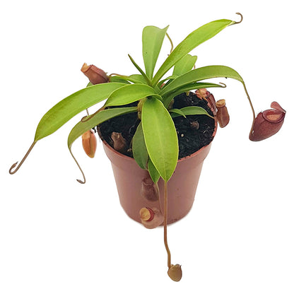 Nepenthes flava