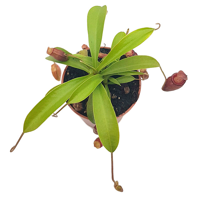 Nepenthes flava