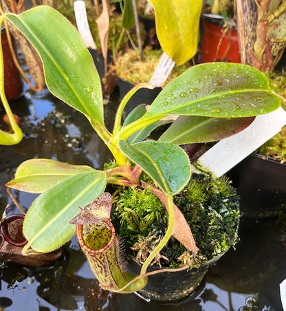 Nepenthes glandulifera x Trusmadiensis