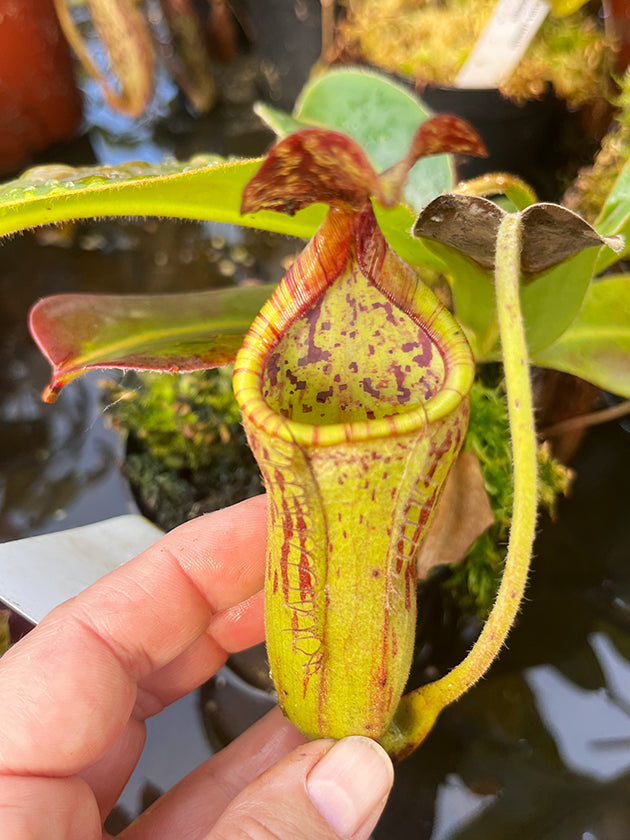 Nepenthes glandulifera x Trusmadiensis