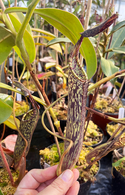 Nepenthes stenophylla - XL Showpiece