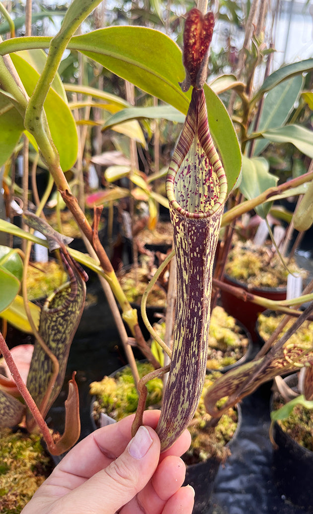 Nepenthes stenophylla - XL Showpiece