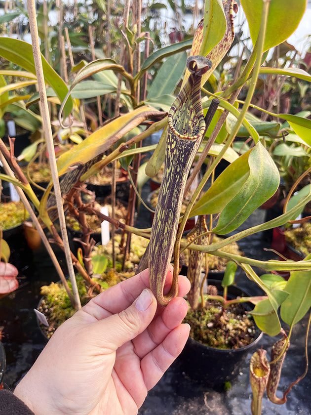 Nepenthes stenophylla - XL Showpiece