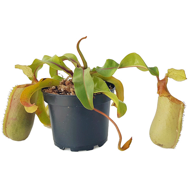 Nepenthes veitchii x ventricosa BE-4500 - XL Showpiece