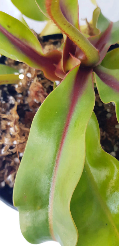 Nepenthes veitchii x ventricosa BE-4500 - XL Showpiece