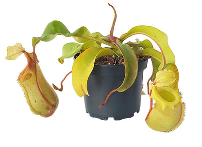 Nepenthes veitchii x ventricosa BE-4500 - XL Showpiece