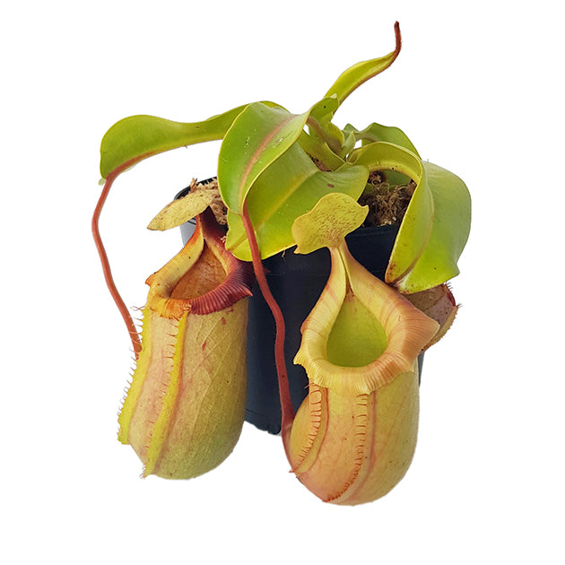 Nepenthes veitchii x ventricosa BE-4500 - XL Showpiece