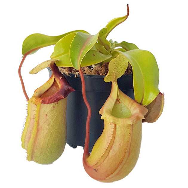 Nepenthes veitchii x ventricosa BE-4500 - XL Showpiece