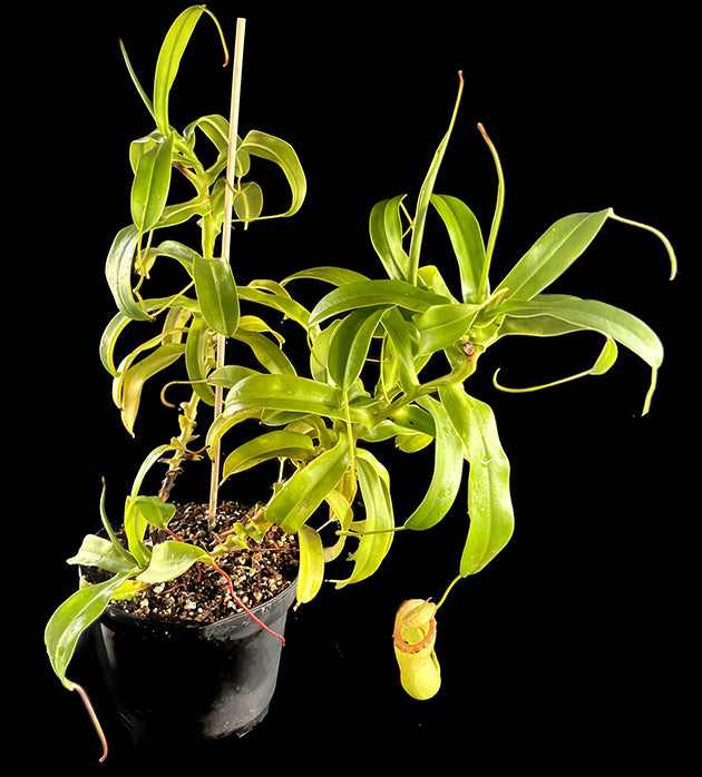 Nepenthes ventricosa x maxima