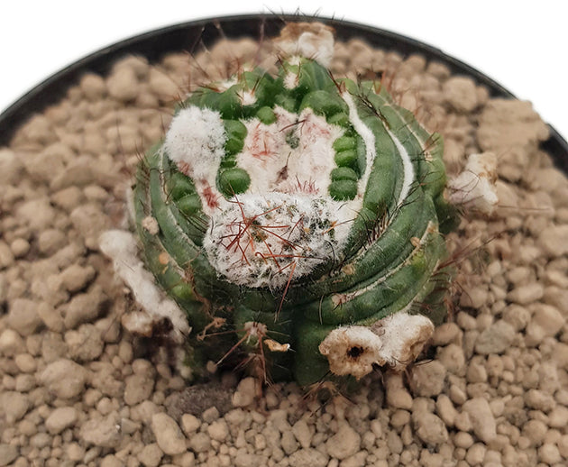 Notocactus uebelmannianus monstrosus - Kaktus