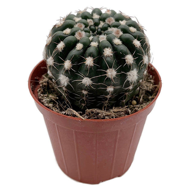 Notocactus uebelmannianus - auffallend schöne Blüten