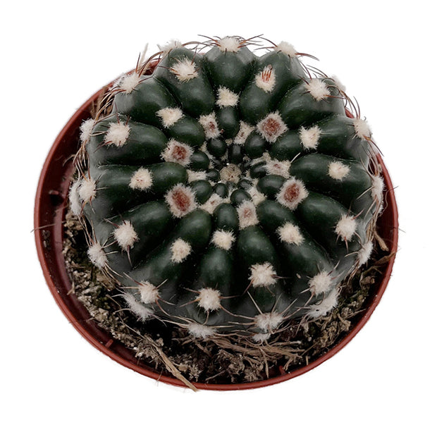 Notocactus uebelmannianus - auffallend schöne Blüten