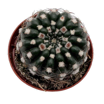 Notocactus uebelmannianus - auffallend schöne Blüten