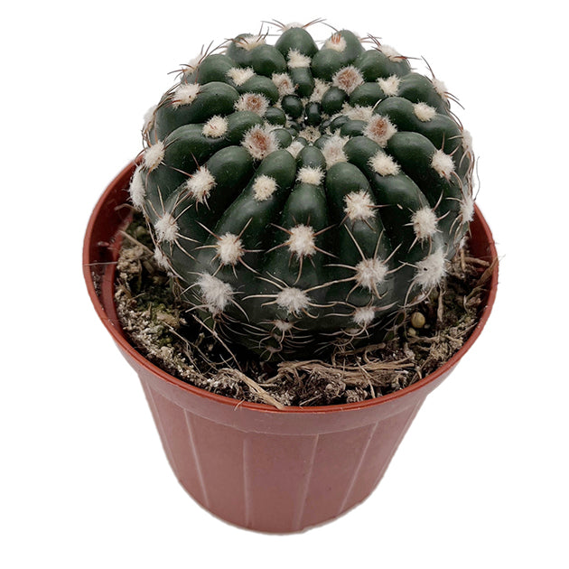 Notocactus uebelmannianus - auffallend schöne Blüten