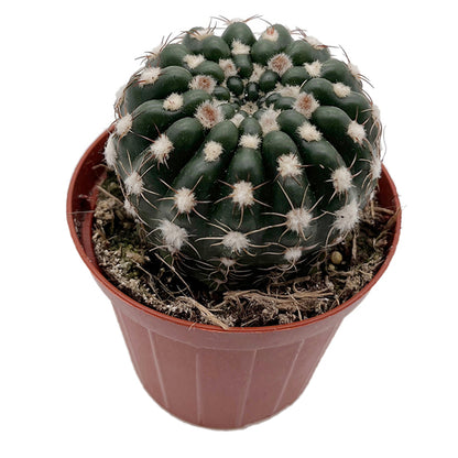 Notocactus uebelmannianus - auffallend schöne Blüten