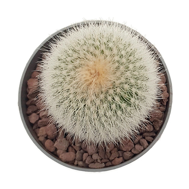 Notocactus scopa albispinus - strahlend weißer Kaktus