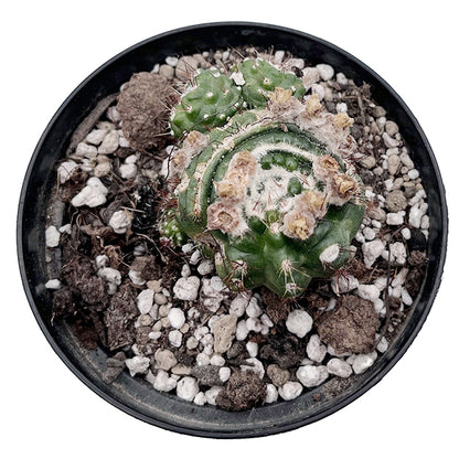 Notocactus werdermannianus monstrosus - Kaktus